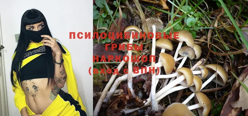 Псилоцибиновые грибы Psilocybine cubensis  сколько стоит  Донской 